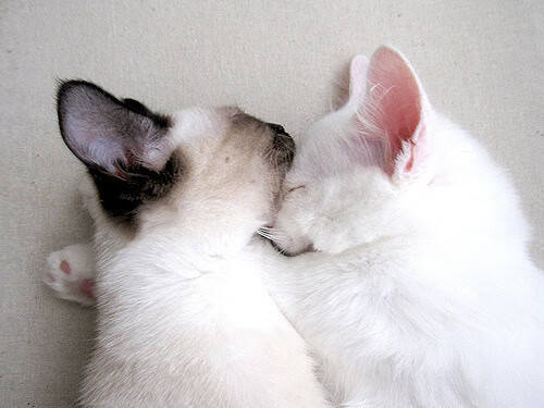 “未来的速度”——科技创新引爆激情赛车体验，科技赛车游戏