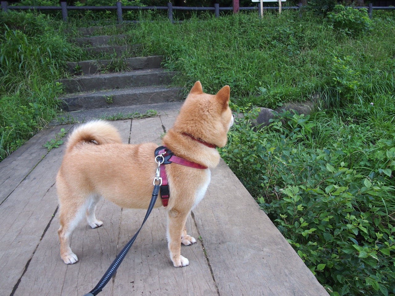 互联网+青训平台在全国多地落地，推动全民足球快速普及，青年互联网+大赛