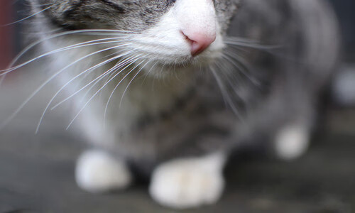 Kering-巴西女足在奥运会半决赛中以4-2击败西班牙，巴西女足在奥运会半决赛中以4-2击败西班牙队